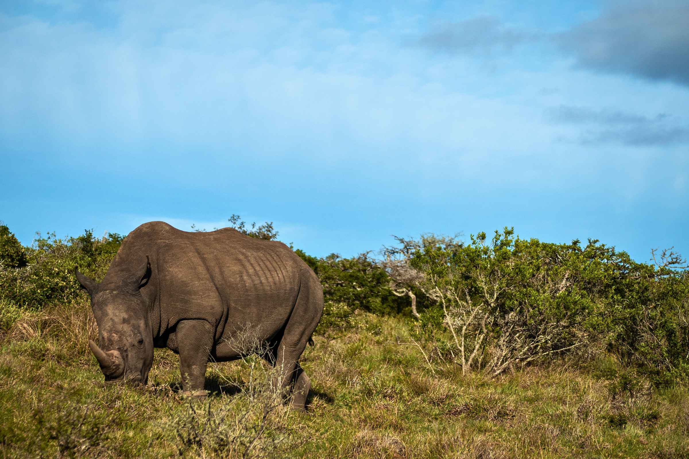 amakhala game reserve (3).webp